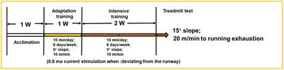 Alleviating effect of Lactobacillus rhamnosus SDSP202418 on exercise-induced fatigue in mice